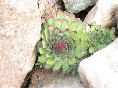 Love those succulents Image